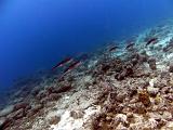 2011-09-12 02-28-49 Steven